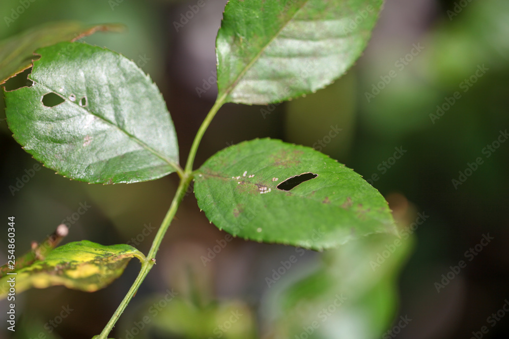 虫食いになった葉 バラの育成 虫食いになった葉 バラの育成