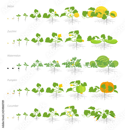 Set of growth stages cucurbitaceae plants. Pumpkin melon and watermelon zucchini or courgette and cucumber plant. Life cycle. photo