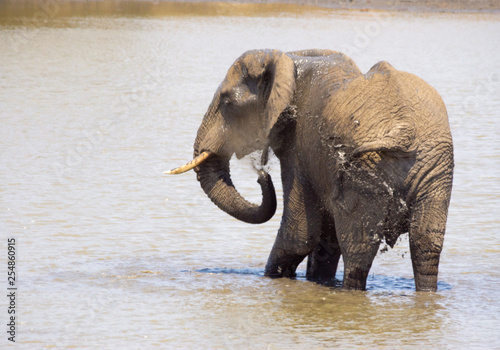 elephant in the park