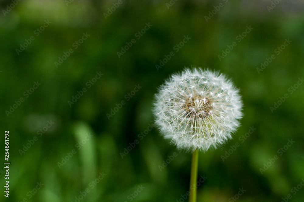 white air dandelion