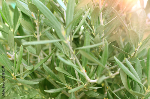 Olive tree branch foliage background