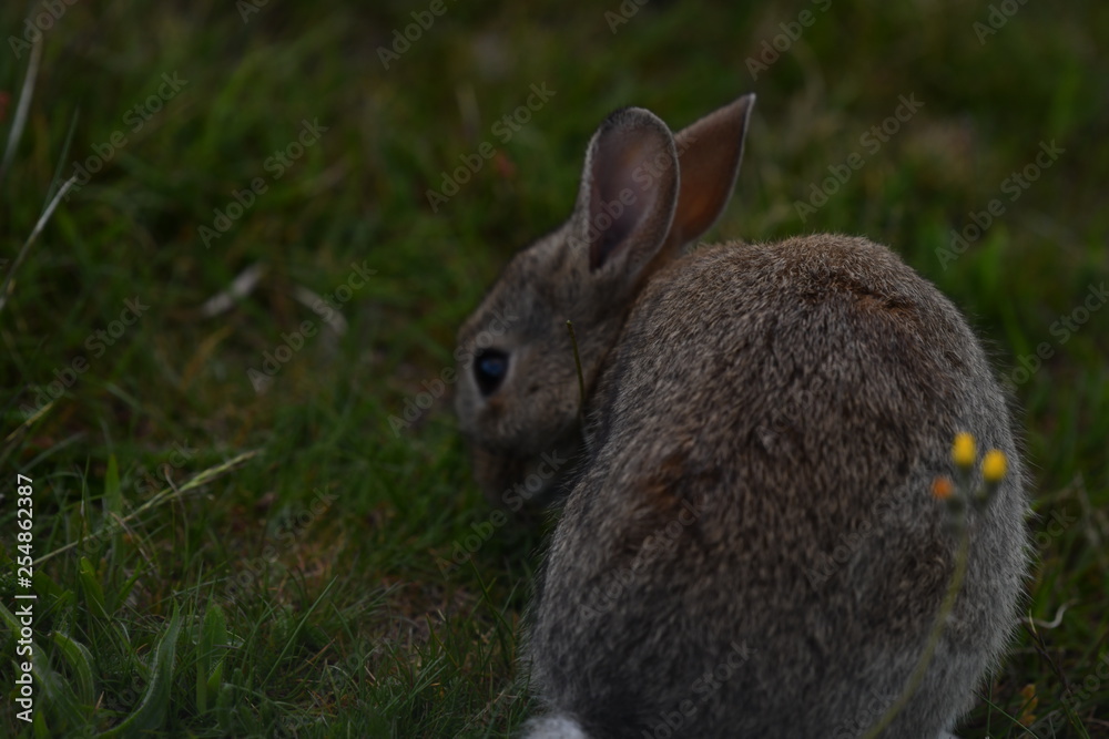 Fototapeta premium 冬のニュージーランドテカポ