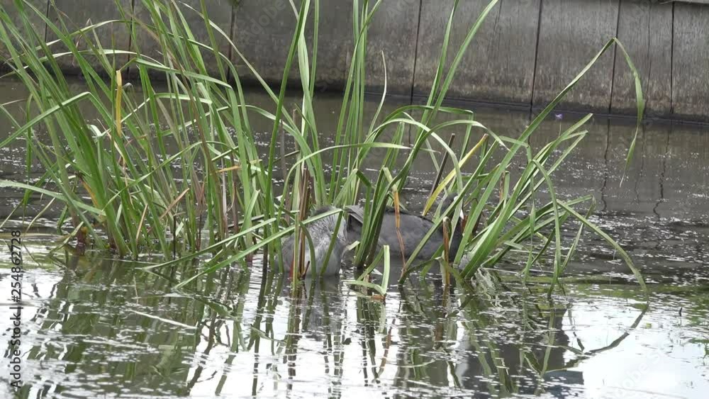 eurasian coot and small coot protected in the grass eurasian coot and small coot protected in the grass