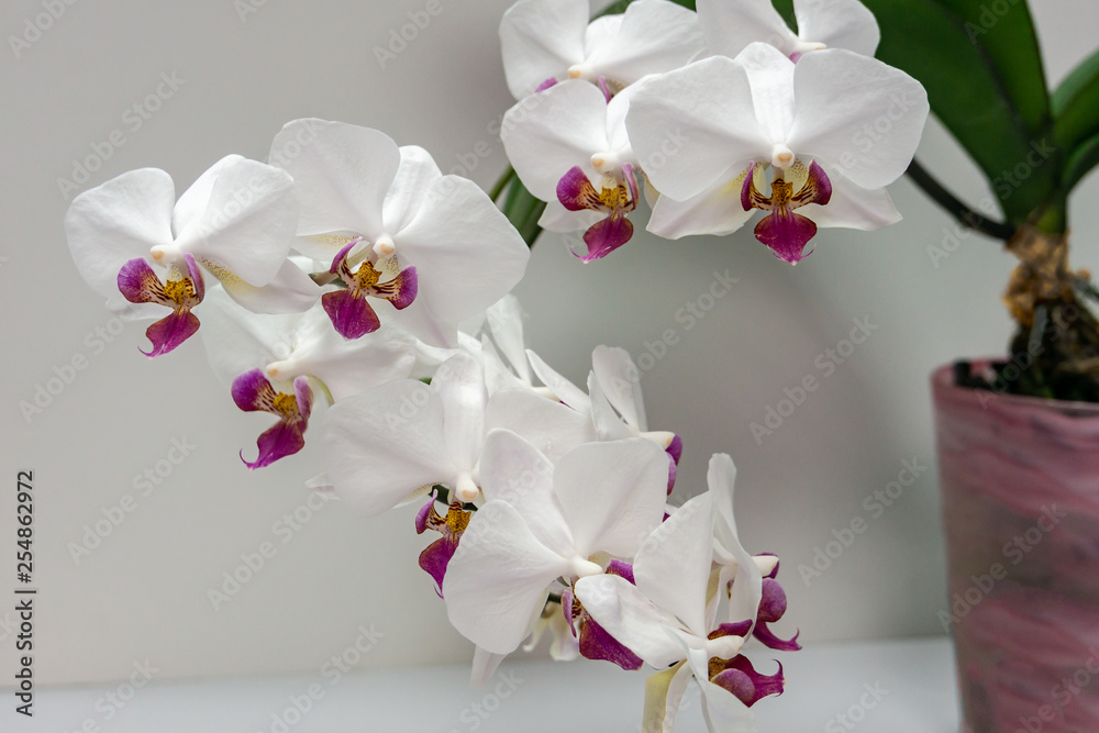 Macro of branch white orchid flower Phalaenopsis 'Pandora', known as the  Moth Orchid or Phal. Flower on the grey background with green leaves.  Selective focus on foreground Stock Photo | Adobe Stock