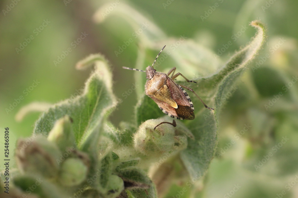 41/5000 Small insects in the grass, photo Czech Republic 41/5000 Small insects in the grass, photo Czech Republic