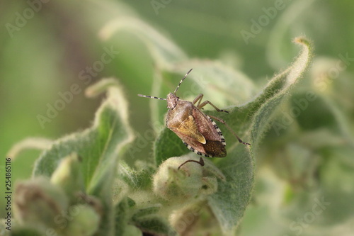  41/5000 Small insects in the grass, photo Czech Republic