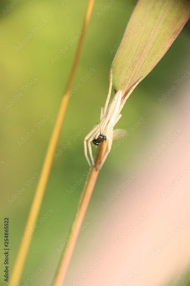 Tomb animals in grass photo Czech Republic, Europe Tomb animals in grass photo Czech Republic, Europe
