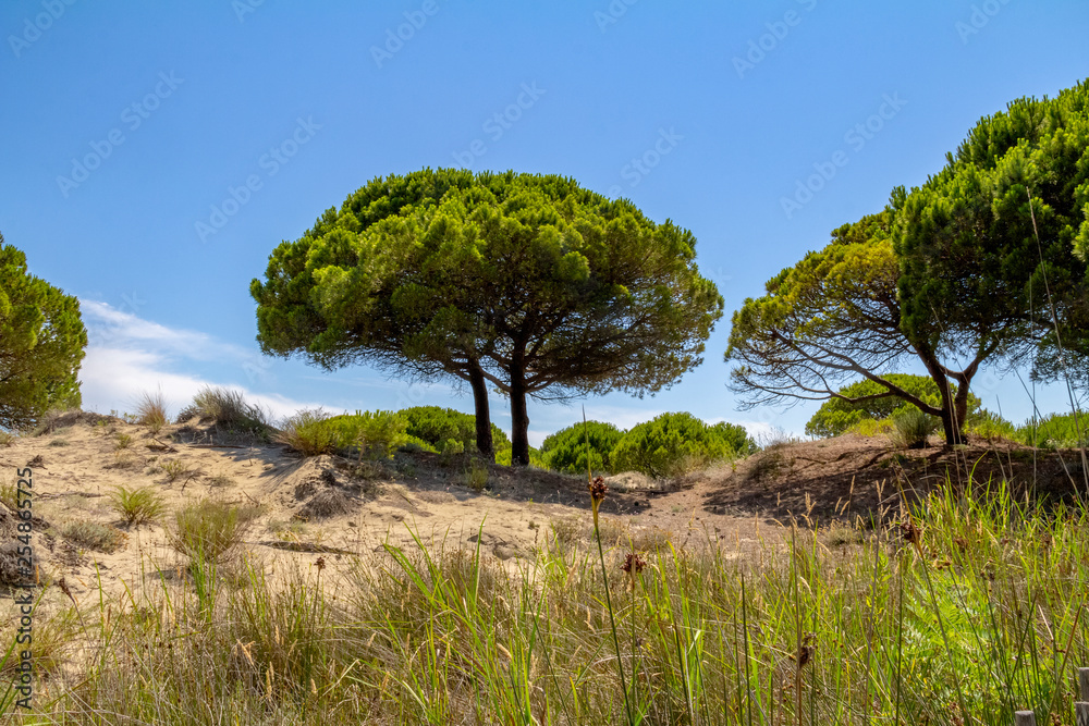 Espiguette Beach