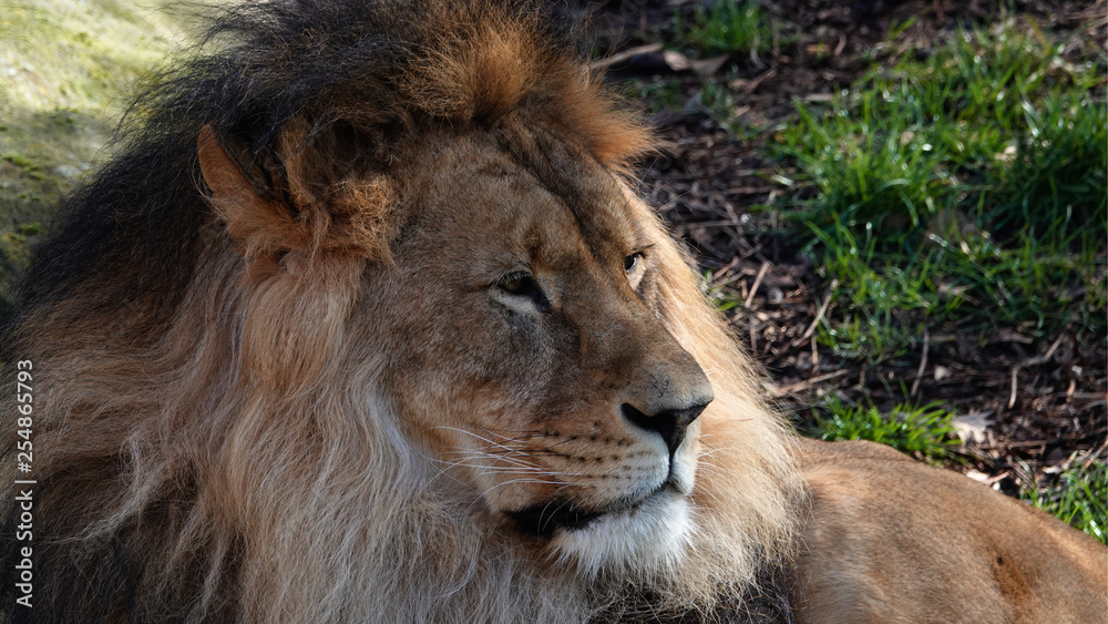 Headshot of a male lion.