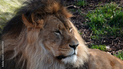 Fototapeta Naklejka Na Ścianę i Meble -  Headshot of a male lion.