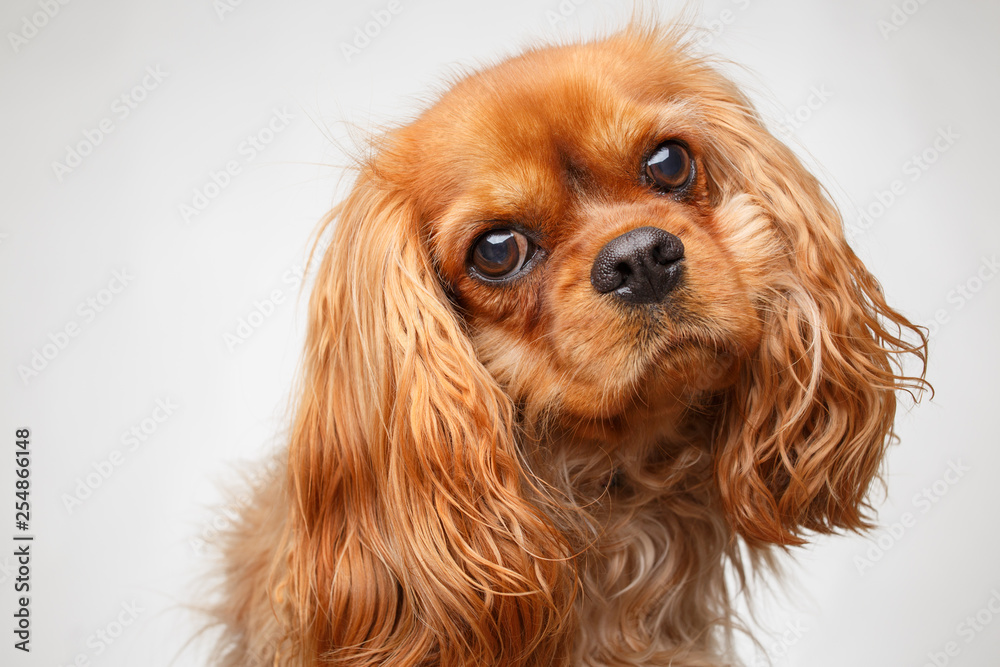 Cavalier King Charles Spaniel tilting head and looking at camera Cavalier King Charles Spaniel tilting head and looking at camera
