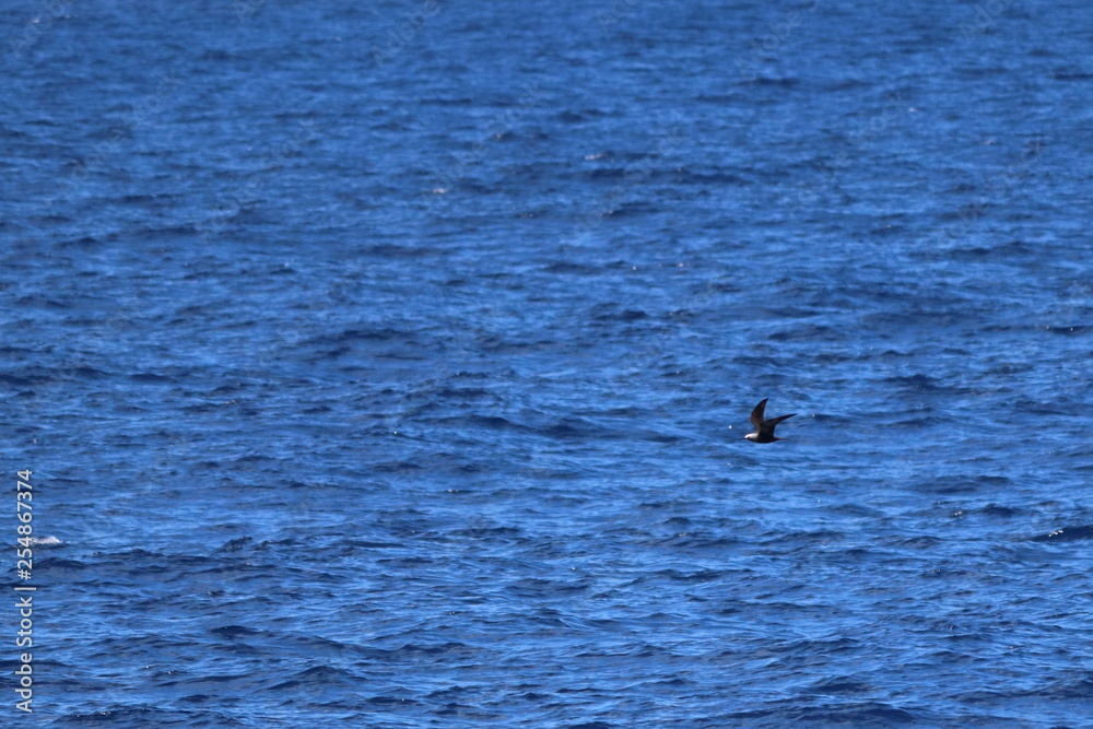 Fototapeta premium seychelles