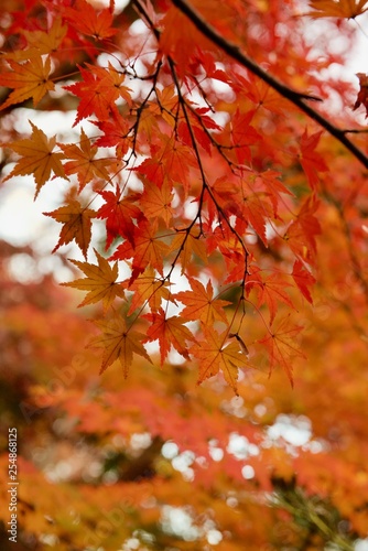 大田黒公園 真っ赤に色づいた紅葉