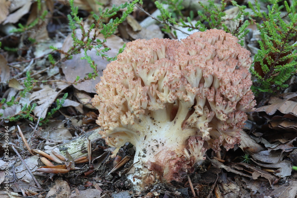 Mushrooms in the forest, photo Czech republic, Eurpúe Mushrooms in the forest, photo Czech republic, Eurpúe
