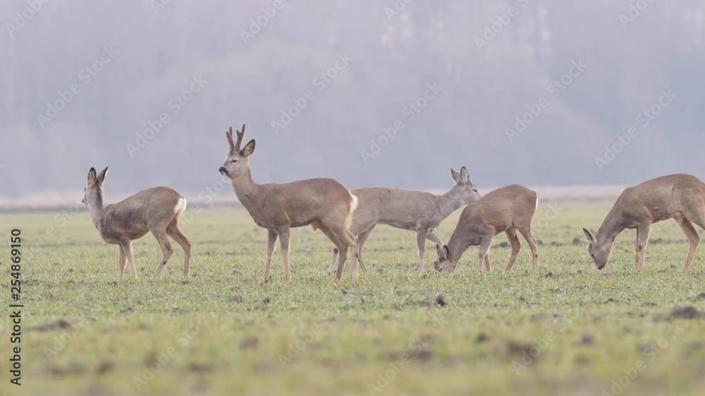 Beautiful roe deers, nature of Europe in warm spring light.