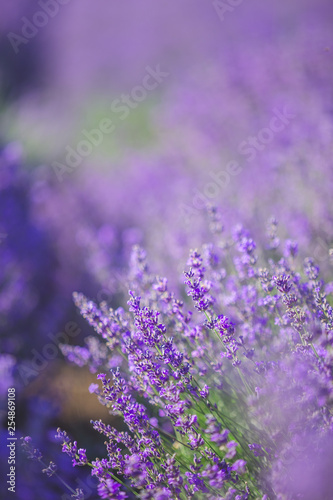 Violet lavender field in Provence with place for text on the top