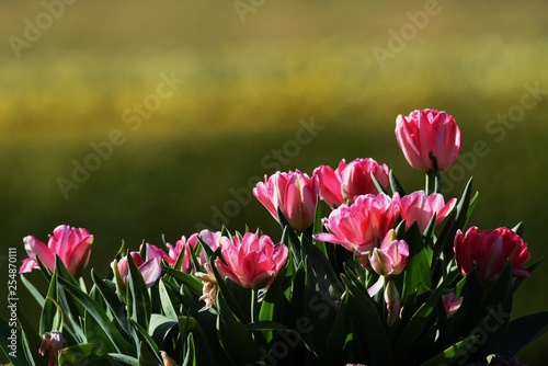 Tulips will give you a feeling of spring.