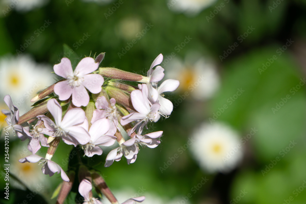 Obraz premium Balkan bears breeches flower - Latin name - Acanthus hungaricus Acanthus balcanicus .