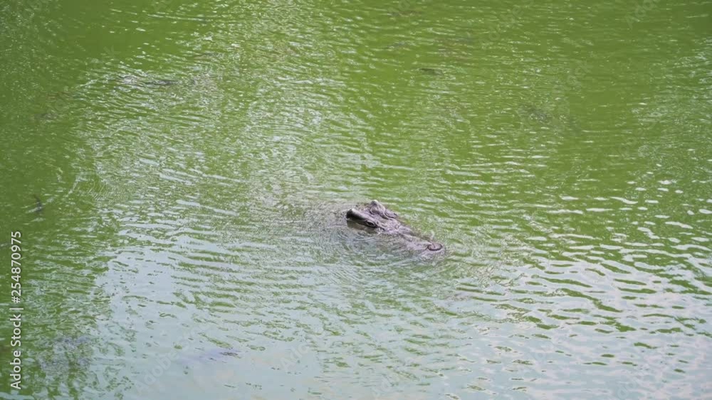 Close up Crocodile at the national park with 4K resolution. Wildlife animal concept. Close up Crocodile at the national park with 4K resolution. Wildlife animal concept.