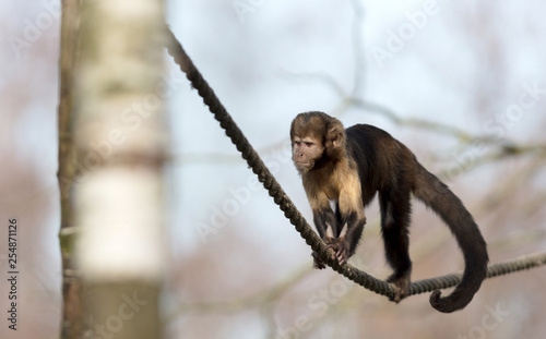 Golden-bellied capuchin climbing a thick rope photo