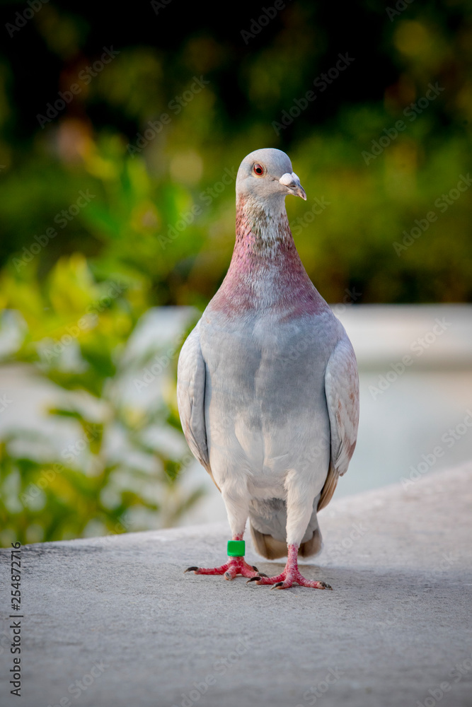 Obraz premium red choco feather pigeon bird standing on home loft roof