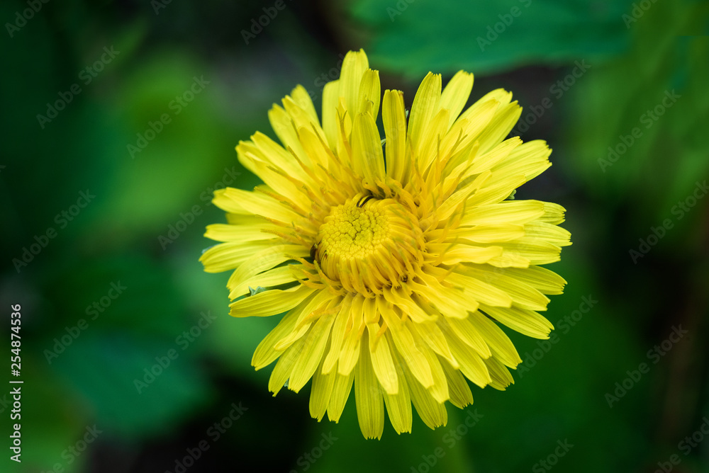 Flowers on natural background Flowers on natural background