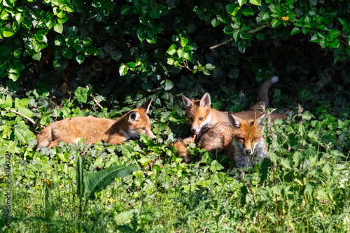 Fox cubs © Jay