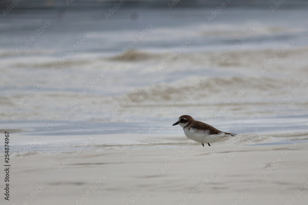 greater sand plover