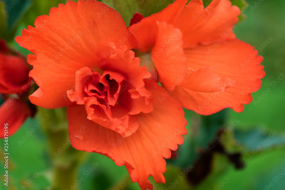 Fototapeta premium Flowers on natural background