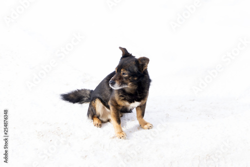 funny chihuahua dog posing on a beach in sunglasses . © baon