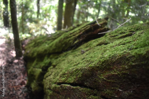 Moss in Focus