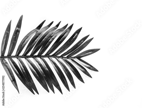 Black and white tropical leaves foliage plant close up with white copy space background