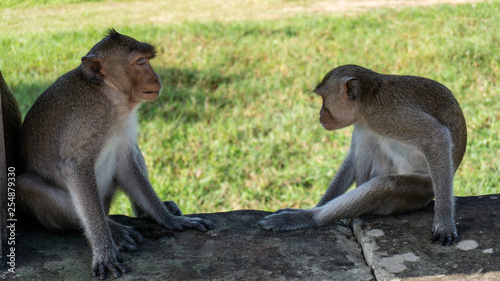 temple monkey in cambodia