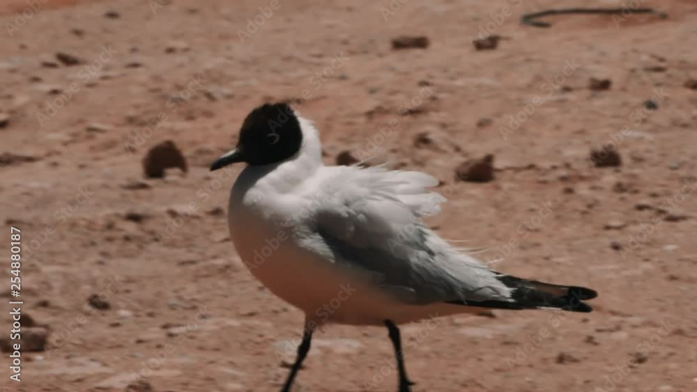 Chilean Birds, CloseUp