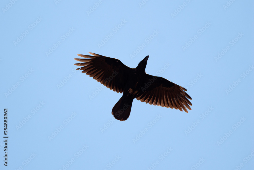 Fototapeta premium Raven - Corvus corax, flying against the blue sky