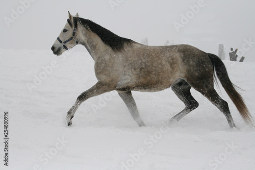  arab horse on a snow slope  hill  in winter. The horse runs at a trot in the winter on a snowy slope. The stallion is a cross between an Arabian and a trakenen breed. Gray