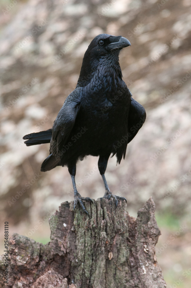 Fototapeta premium Raven - Corvus corax, Portrait of body and plumage