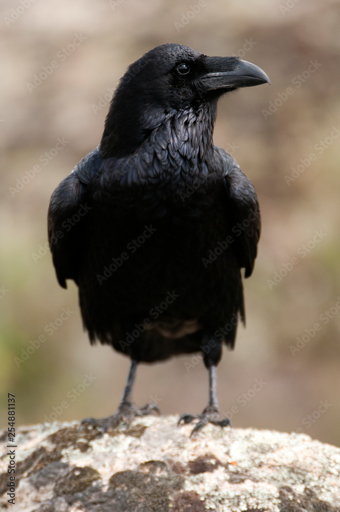 Fototapeta premium Raven - Corvus corax, Portrait of body and plumage