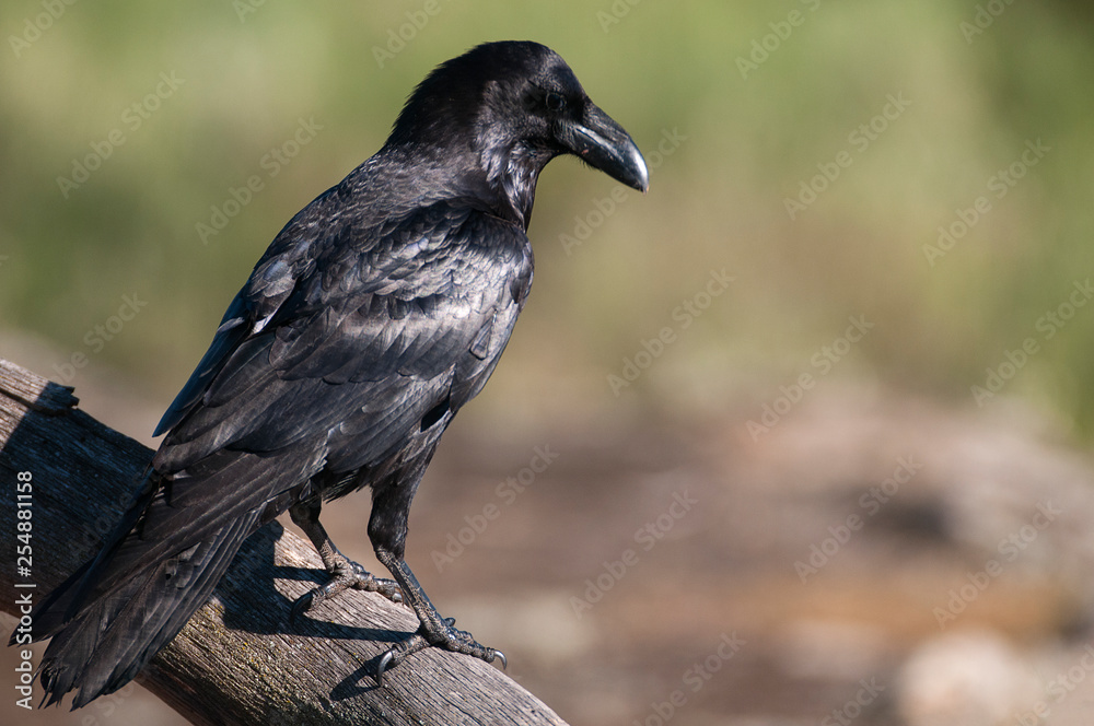 Raven - Corvus corax, Portrait of body and plumage Raven - Corvus corax, Portrait of body and plumage