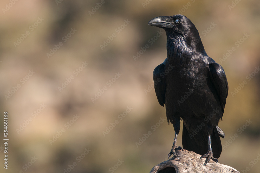 Raven - Corvus corax, Portrait of body and plumage Raven - Corvus corax, Portrait of body and plumage