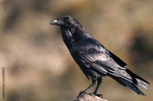 Raven - Corvus corax, Portrait of body and plumage