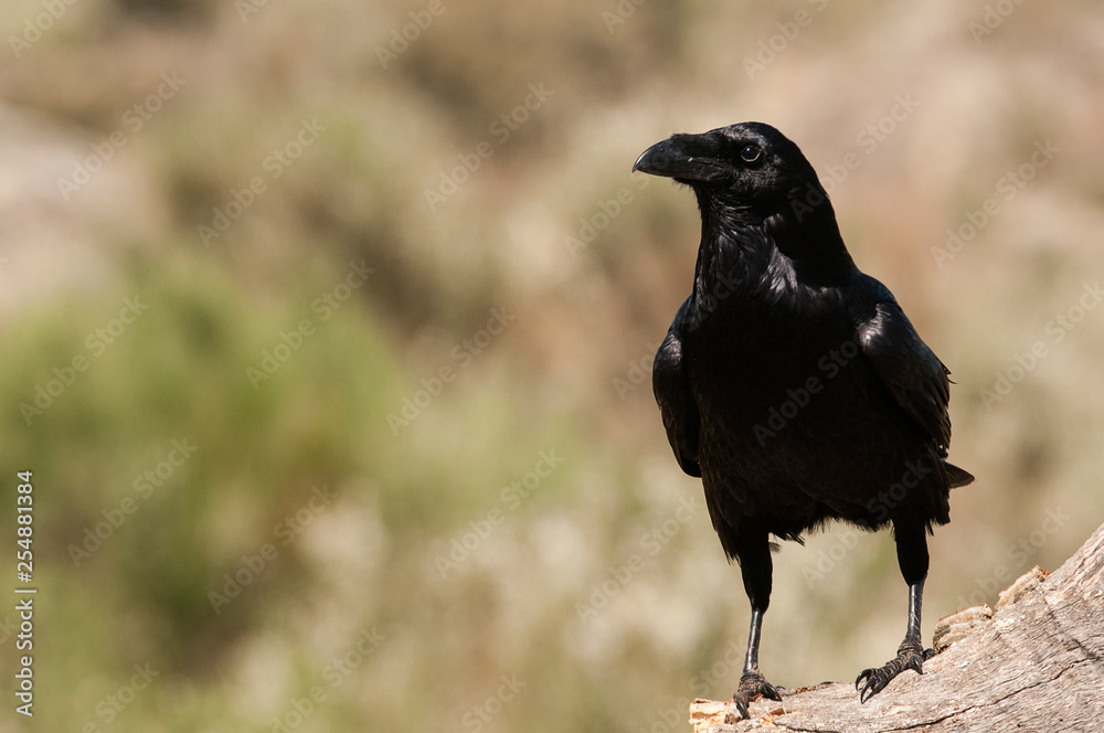 Raven - Corvus corax, Portrait waiting on a rock Raven - Corvus corax, Portrait waiting on a rock