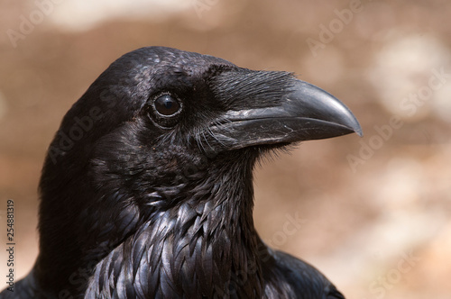 Raven - Corvus corax  Portrait of eyes  head and beak