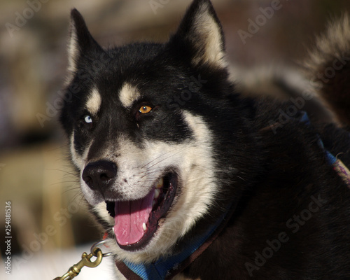 chien de traineau - husky sibérien photo