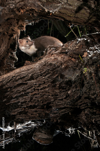 Stone Marten - Martes foina, between the branches of a tree, nocturnal mammal