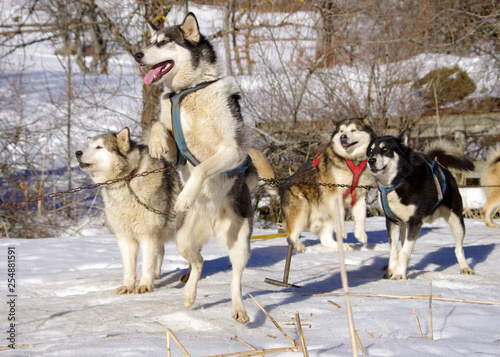 chiens de traineau - meute de huskys sibériens