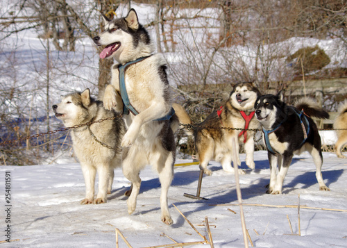 chiens de traineau - meute de huskys sib  riens