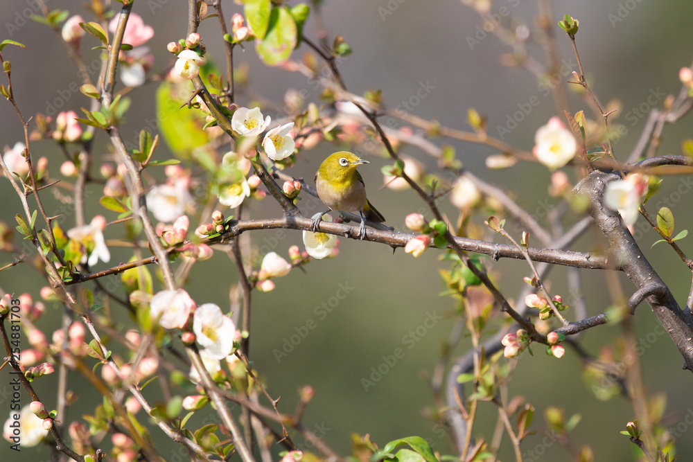 Japanese white-eye, called Mejiro in Japan, perches on a branch of Japanese quince tree blossoming in spring. Japanese white-eye, called Mejiro in Japan, perches on a branch of Japanese quince tree blossoming in spring.