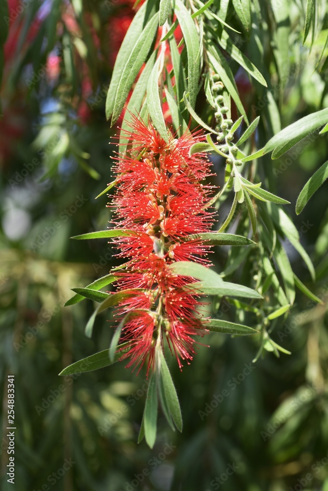 weeping bottie brush