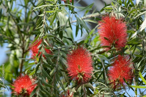 weeping bottie brush photo